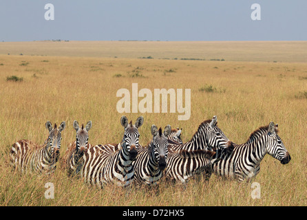 Plains Zebras (Equus Quagga) on Savannah, Maasai Mara, Kenya Stock Photo