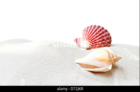 Large beautiful sea shell with sand on white background water travel Stock Photo