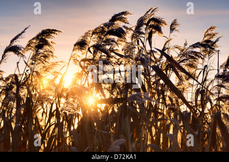 Reet in the evening light in Kirchwerder, 4 and marshy land, Hamburg, Germany, Europe Stock Photo