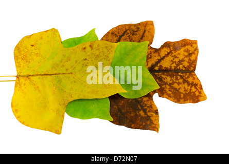 yellow, green, brown tulip tree leaves in autumn composition isolated on white background Stock Photo