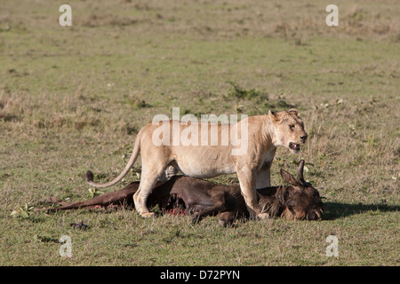 Lioness dragging prey Stock Photo