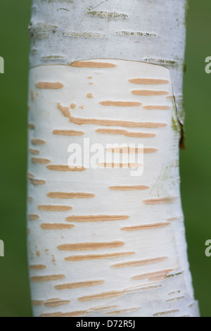 Betula utilis var. Jacquemontii bark pattern. Western Himalayan birch. Stock Photo