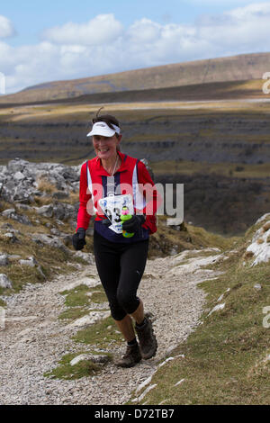 Yorkshire Three Peaks Challenge Saturday 27th April, 2013. Runner ascending Ingleborough at the 59th Annual 3 Peaks Race with 1000 fell runners starting at the Playing Fields, Horton in Ribblesdale, Nr, Settle, UK.  Pen-y-Ghent is the first peak to be ascended then Whernside and finally the peak of Ingleborough. The race timed using the SPORTident Electronic Punching system. Stock Photo
