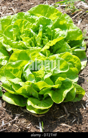 Two Butter lettuces in a farmers garden. Stock Photo