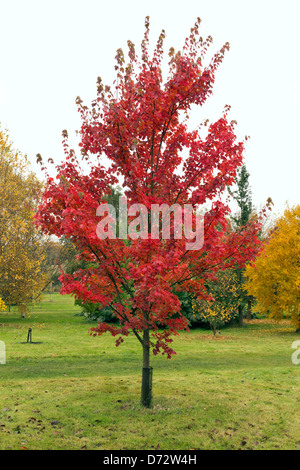 Red Maple tree in autumn Stock Photo
