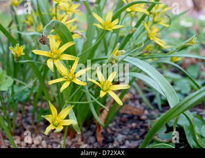 Yellow Star of Bethlehem flowers close up Gagea lutea Stock Photo