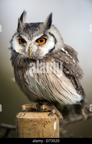 white faced scops owl perched on a wooden stump Stock Photo