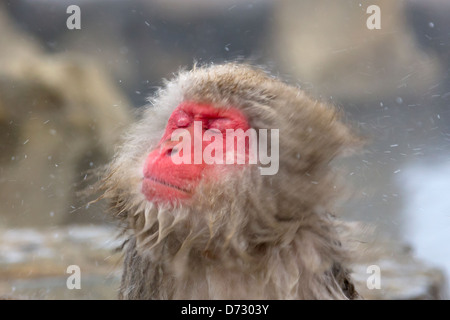 Japanese Snow Monkeys in the hotspring, Nagano, Japan Stock Photo