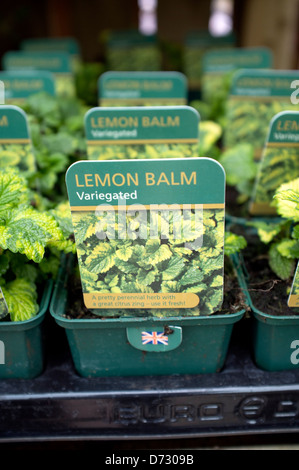 Variegated Lemon Balm on sale at Garden Centre Stock Photo
