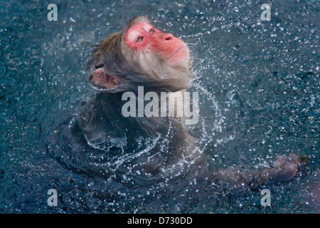 Japanese Snow Monkey shaking off water in the hotspring, Nagano, Japan Stock Photo