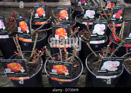 Dawn Chorus Rose Bush Plants on sale at Garden Centre Stock Photo