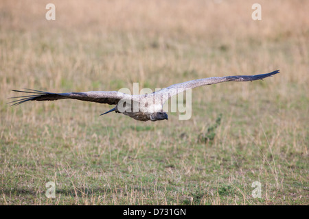 Griffon Vulture flying low Stock Photo