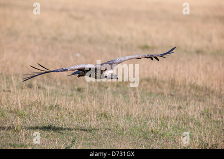 Griffon Vulture flying low Stock Photo