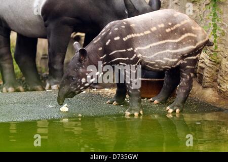 Tapir Rear Young Malayan tapir stands next to his mother Laila in 'Gondwanaland ...