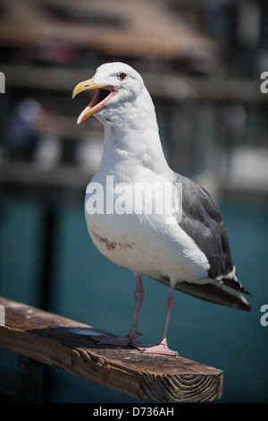 Seagull with the beak open standing on a pier by the ocean Stock Photo