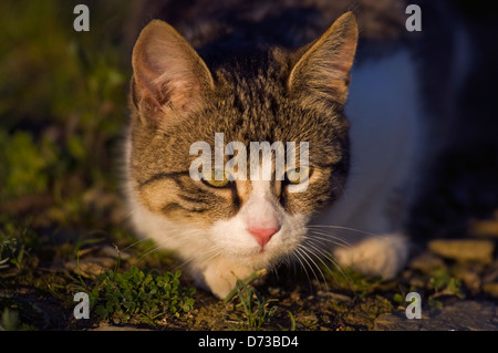 Cat stalking on the grass of a garden Stock Photo - Alamy