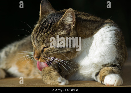 Grooming cat Stock Photo