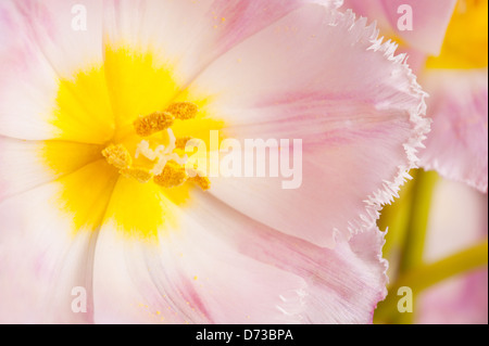 Yellow stamen of pink tulip macro inside Stock Photo
