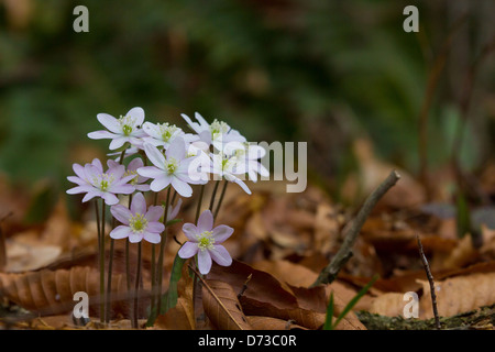 A clump of Hepatica flowers in bloom during the spring season. Stock Photo