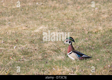 A drake Wood Duck in a field. Stock Photo