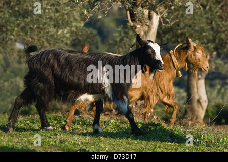 Two goats on a field (Greece) Stock Photo