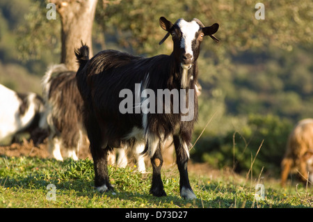 Goat standing on a field and looking at camera (Greece) Stock Photo