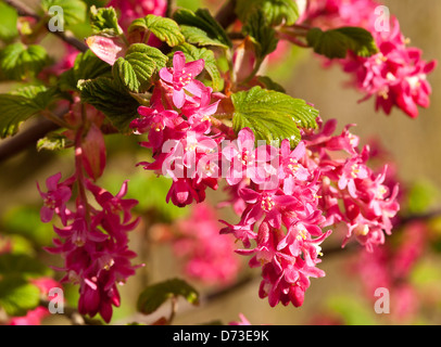 Beautiful Pinky Red Flowers Of a Flowering Currant Shrub in a Cheshire Garden England United Kingdom UK Stock Photo