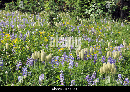 Peak Bloom near Chinook Arch Stock Photo