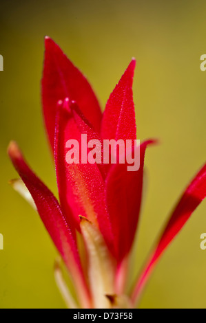 Garden Flower at Amlwch Anglesey North Wales Uk Stock Photo