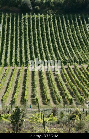 Part of a vineyard on the North Downs near Dorking, Surrey, England. Stock Photo