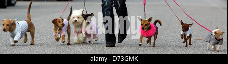 Berlin, home Pets & Plants 2007 dogs be demonstrated Stock Photo