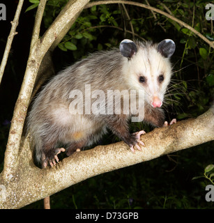 Virginia opossum (Didelphis virginiana) in a tree at night Stock Photo