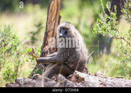 A baboon forages for berries among the Maasai woodlands of East Africa ...