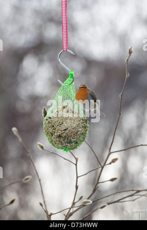 Berlin, Germany, robins on a Meisenknoedel Stock Photo