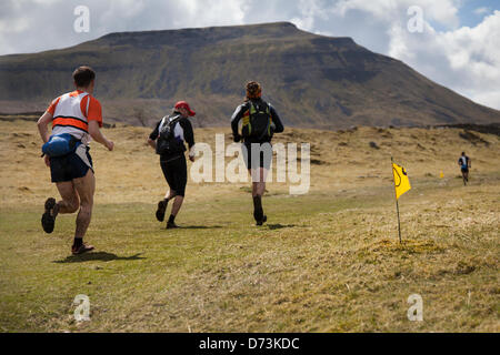 Yorkshire Three Peaks Challenge Saturday 27th April, 2013. Runners approaching Ingleborough, in the 59th Annual 3 Peaks Race with 1000 fell runners starting at the Playing Fields, Horton in Ribblesdale, Nr, Settle, UK.  Pen-y-Ghent is the first peak to be ascended then Whernside and finally the peak of Ingleborough. The race timed using the SPORTident Electronic Punching system Stock Photo