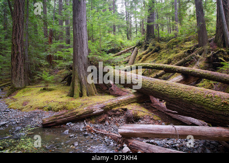 old-growth original  forest in western Canada,  Strathcona Provincial Park, Vancouver Island British Columbia Canada Stock Photo