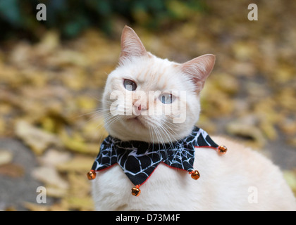 Domestic cat (Siamese mix) in a Halloween collar Stock Photo