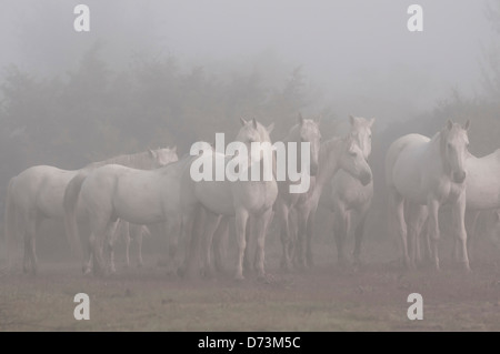 Herd of Camargue horses standing in the morning mist in the hazy shrubland. Stock Photo