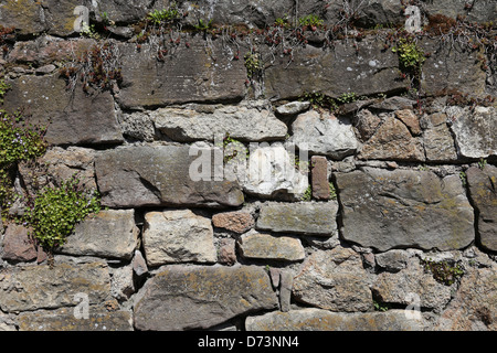 Masonry with wild plants Stock Photo