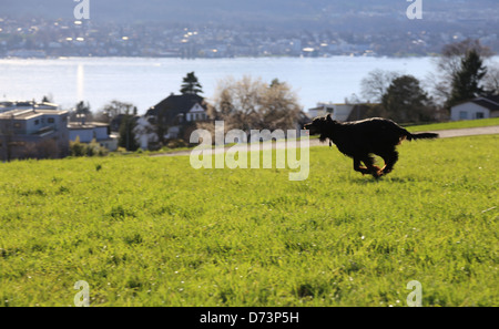 A dog running through a field with lake and houses nearby Stock Photo
