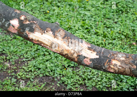 Damaged bark on a tree branch Stock Photo