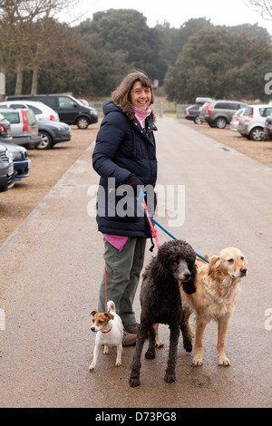 A middle aged caucasian woman walking three dogs, Norfolk, UK Stock Photo