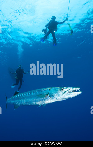 Two scuba divers admire a great barracuda Stock Photo