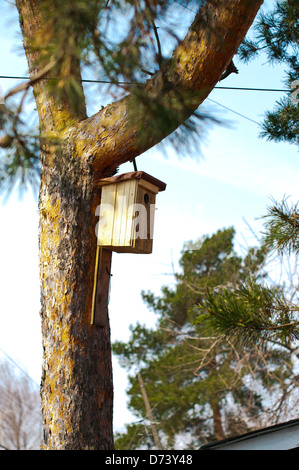 Self made Nesting box hanged on the pine-tree Stock Photo
