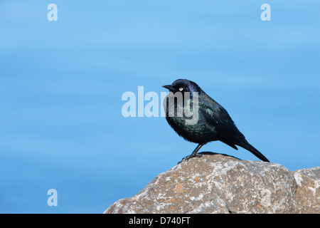 A common grackle perches on a large rock by Hauser Lake in Idaho. Stock Photo