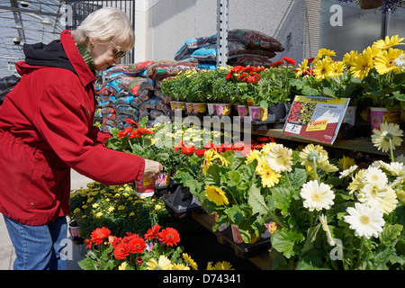 Garden Centre, Woman Choosing  Gerbera Flowers Stock Photo