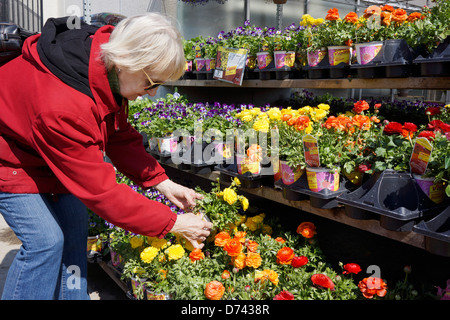 Garden Centre, Woman Choosing Ranunculus Flowers Stock Photo