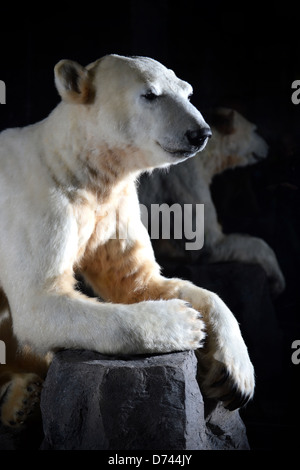 Berlin, Germany, Polar Bear Knut in the Berlin Museum of Natural History Stock Photo