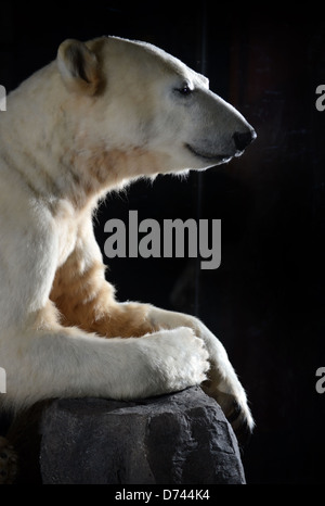 Berlin, Germany, Polar Bear Knut in the Berlin Museum of Natural History Stock Photo