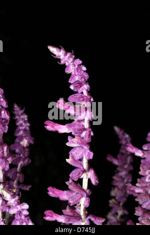 Mexican Bush Sage/ Mexican Sage/ Velvet Sage- Salvia leucantha - Family Lamiaceae Stock Photo